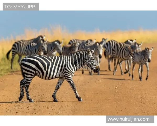 斑马与马的奇妙对比探讨它们的生活习性与生态适应性 斑马与马的奇妙对比探讨它们的生活习性与生态适应性